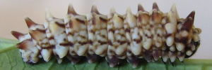 Later Larvae Side of Clearwing Swallowtail - Cressida cressida cressida